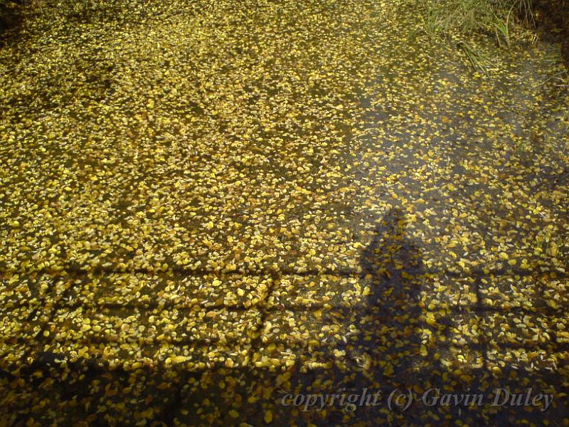 Shadows and autumn leaves, University of New England DSC00702.JPG